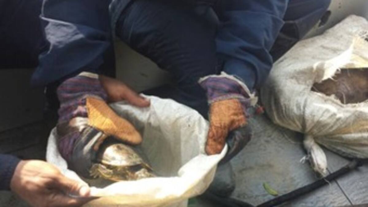 Armada rescata 20 tortugas en Canal del Dique cerca a Cartagena
