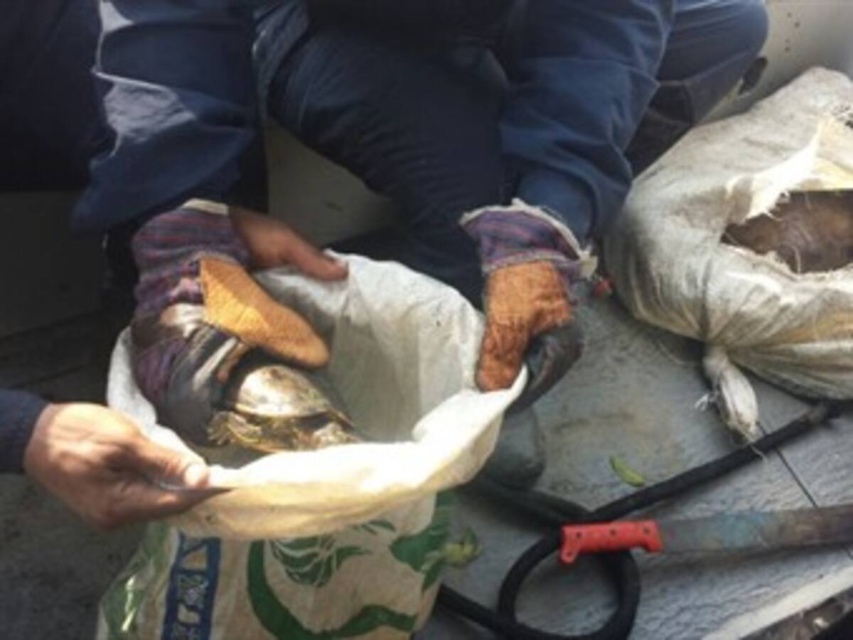 Armada rescata 20 tortugas en Canal del Dique cerca a Cartagena