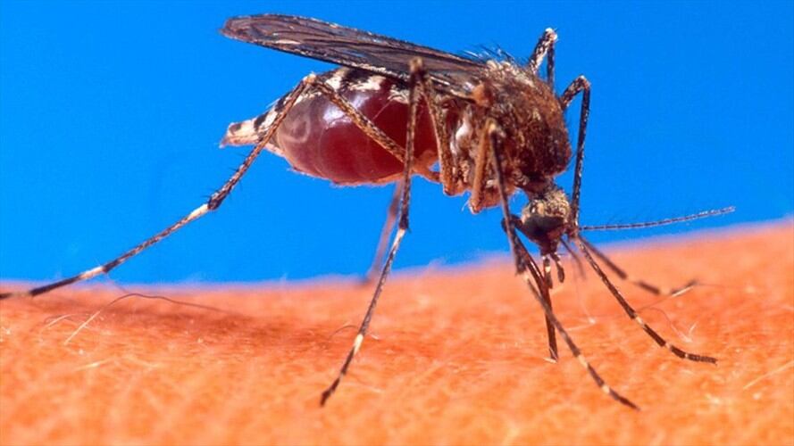 La leishmaniasis es causada por un protozoo parásito que se transmite a los humanos por la picadura de mosquitos infectados. Foto: Colprensa