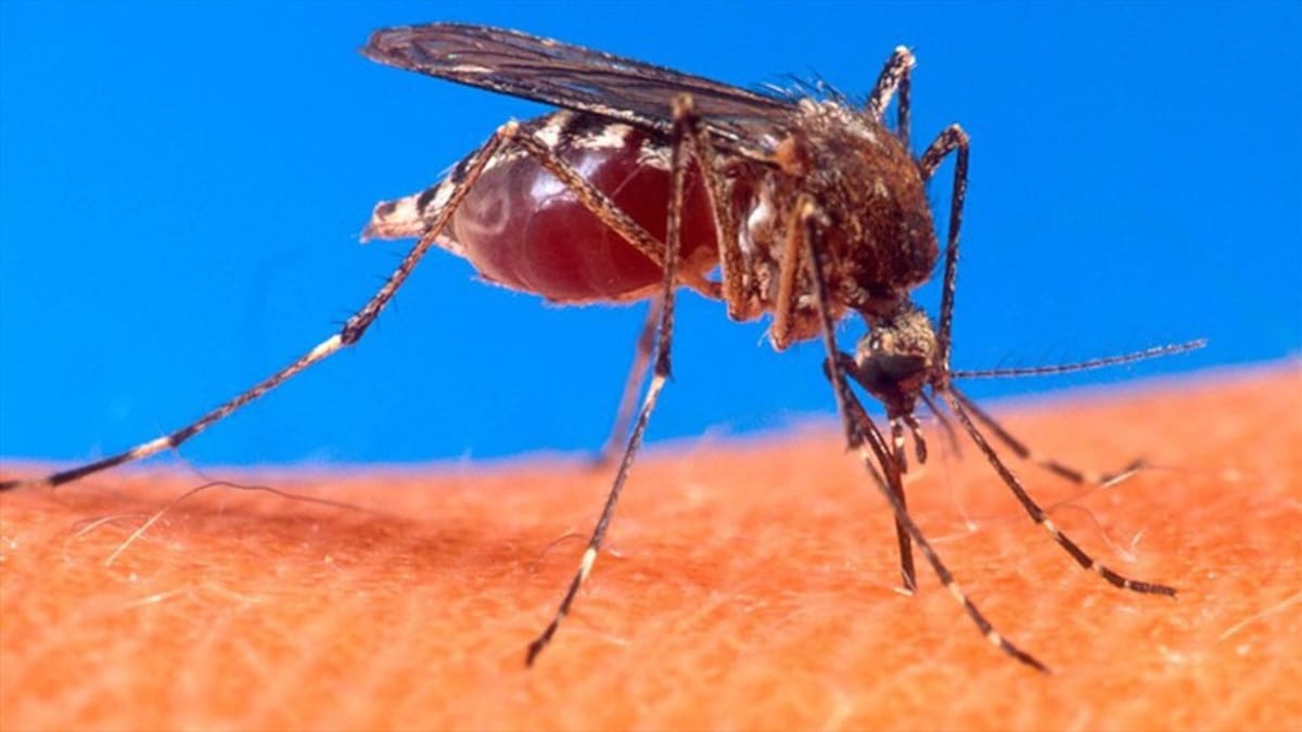 Autoridades en salud en Caldas refuerzan medidas por aumento de leishmaniasis: se reportan 50 casos