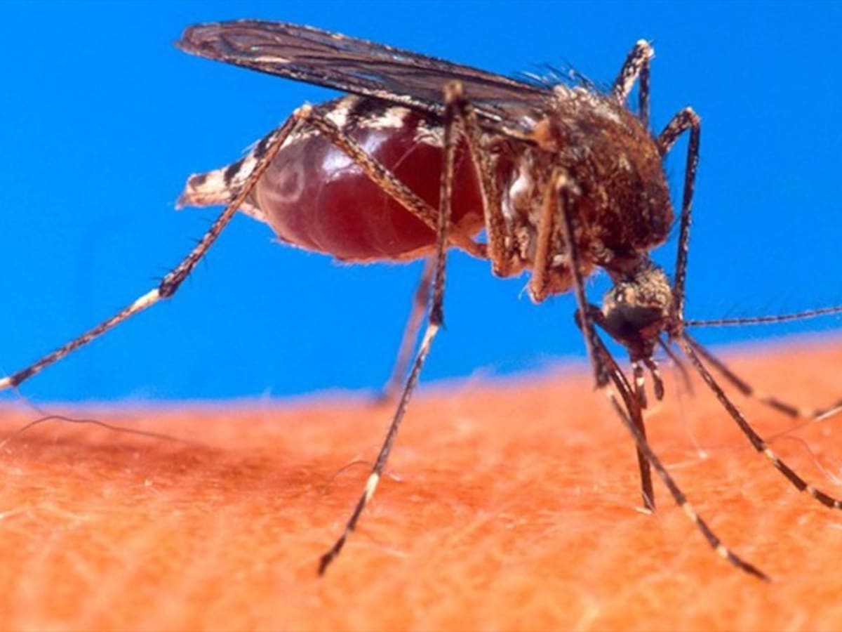 Autoridades en salud en Caldas refuerzan medidas por aumento de leishmaniasis: se reportan 50 casos