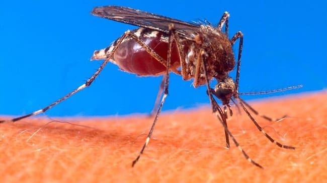 La leishmaniasis es causada por un protozoo parásito que se transmite a los humanos por la picadura de mosquitos infectados. Foto: Colprensa