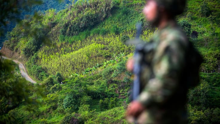 Colombia registró 261.000 hectáreas de coca en 2024, un aumento del 3,5 % respecto a 2023