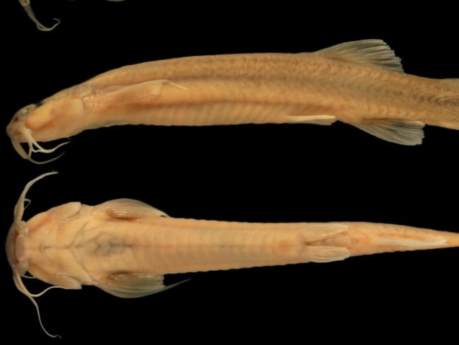 Nueva especie de pez gato en aguas del río Tetuán