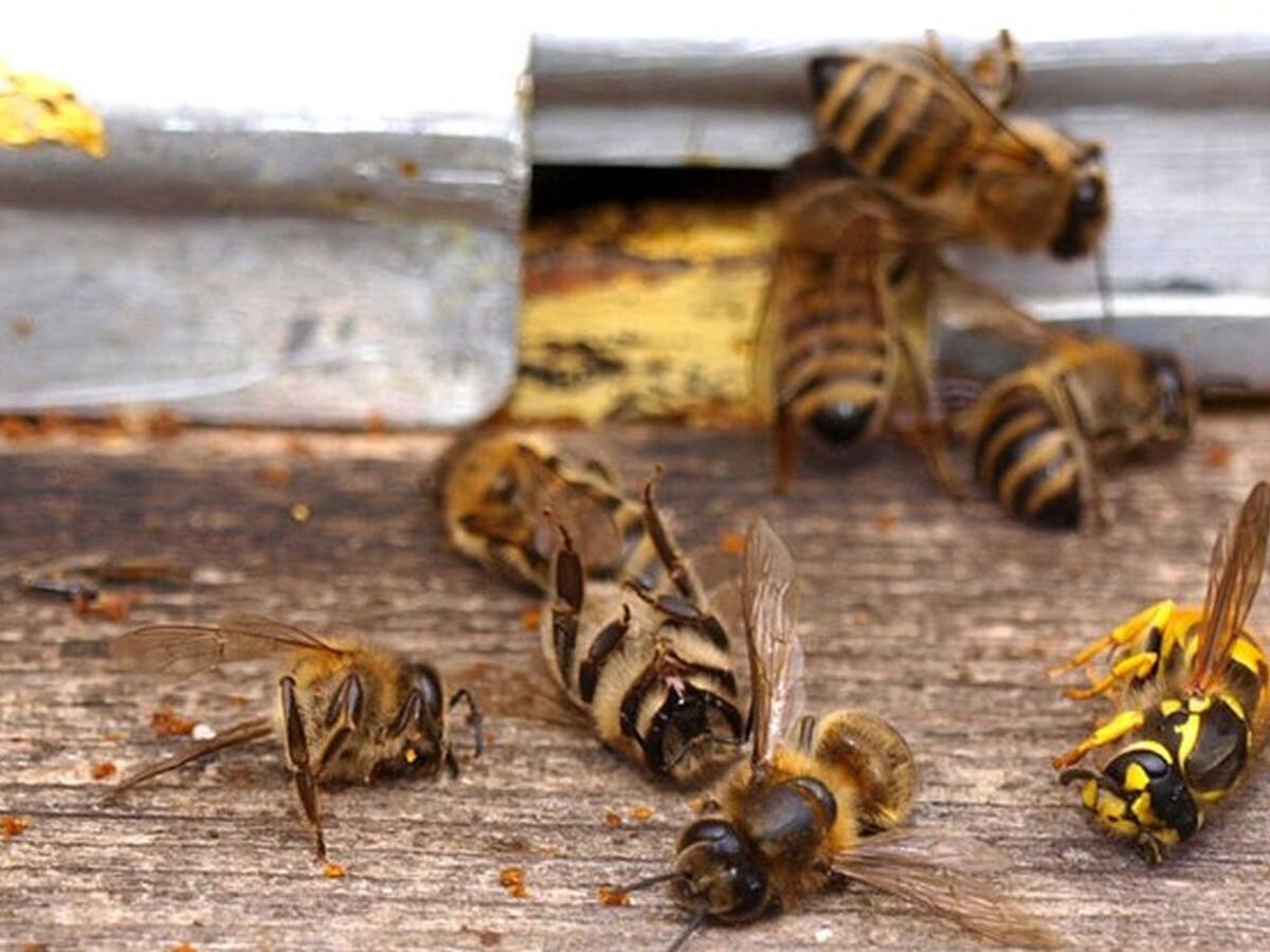 Masacre de abejas se presentó por fungicidas en un apiario.