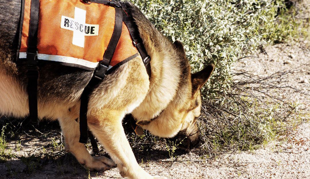 Imagen de referencia