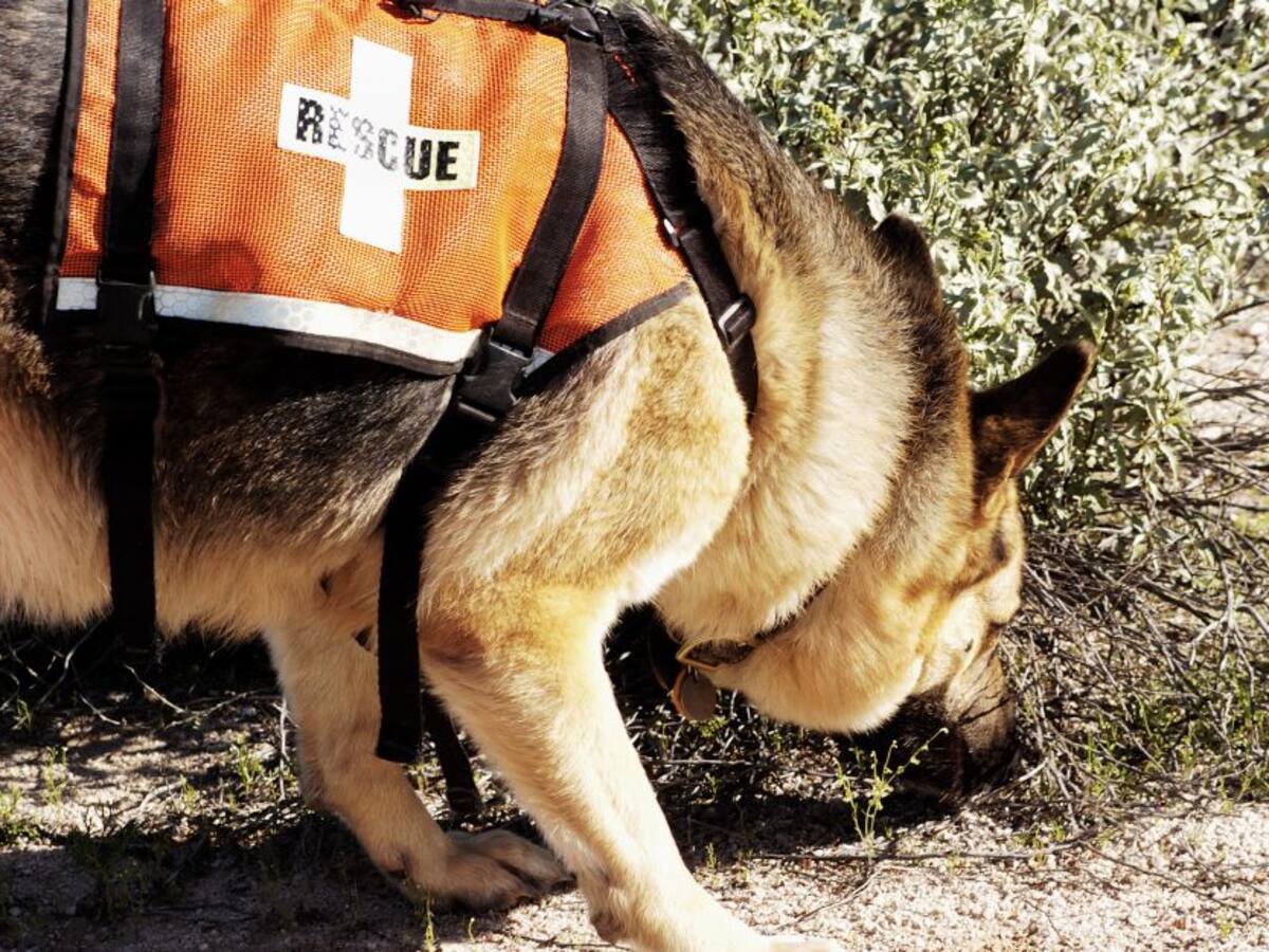 Implementan plan de búsqueda de desaparecidos en Sucre y Bolívar