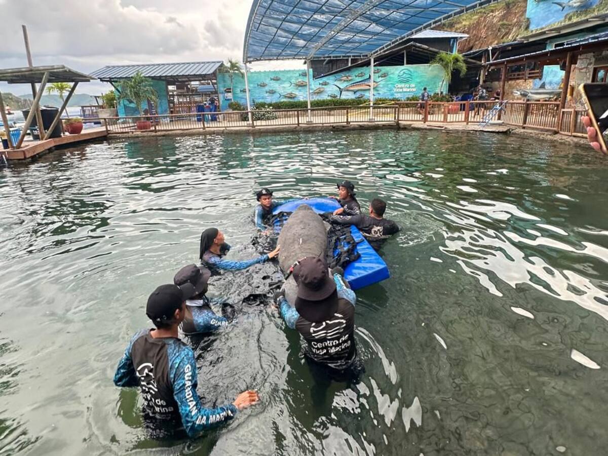 Así rescató el Centro de Rescate de Fauna Marina a un manatí succionado por una tubería