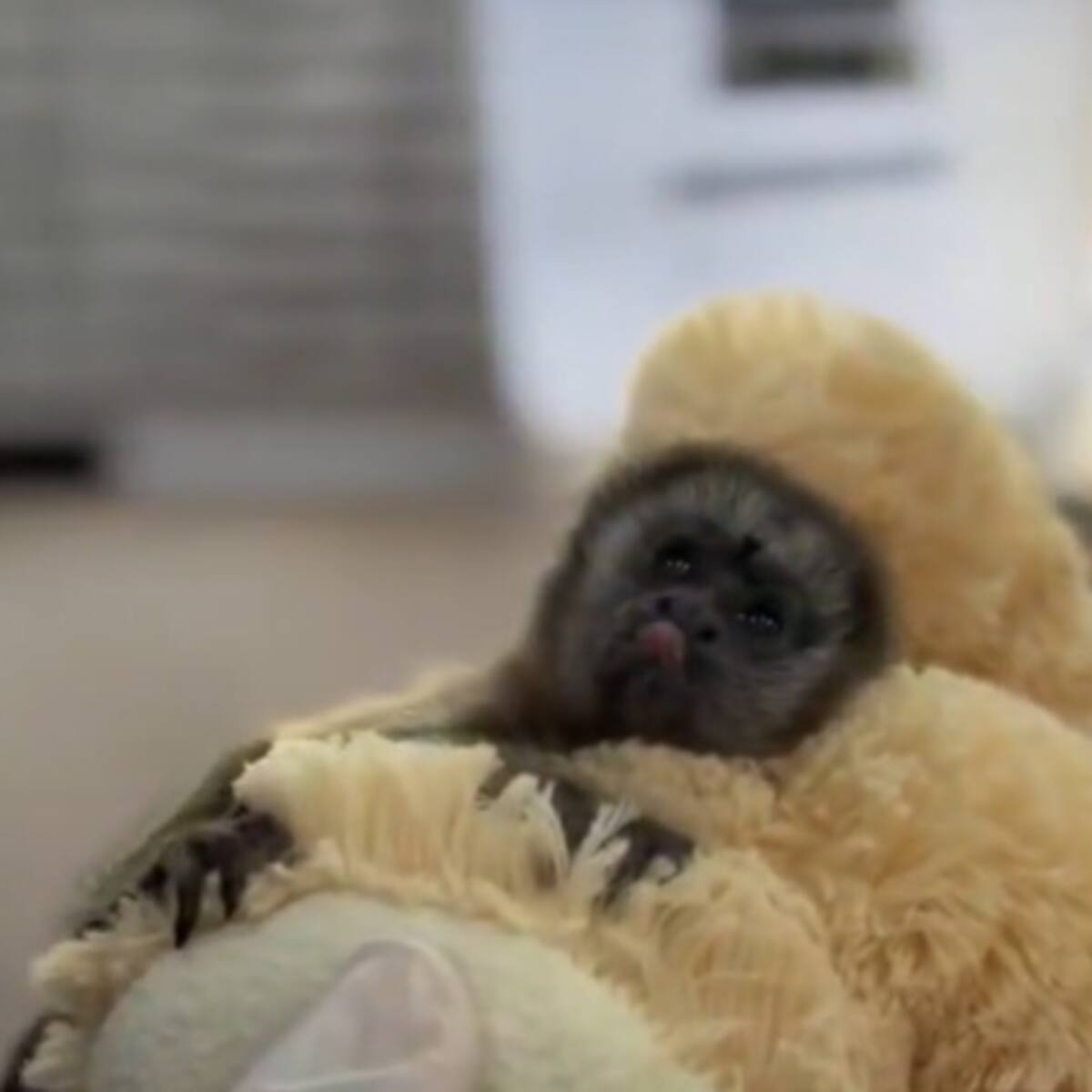 Con un peluche, bebé tití gris rescatado en Antioquia recibe cuidados para volver a la naturaleza