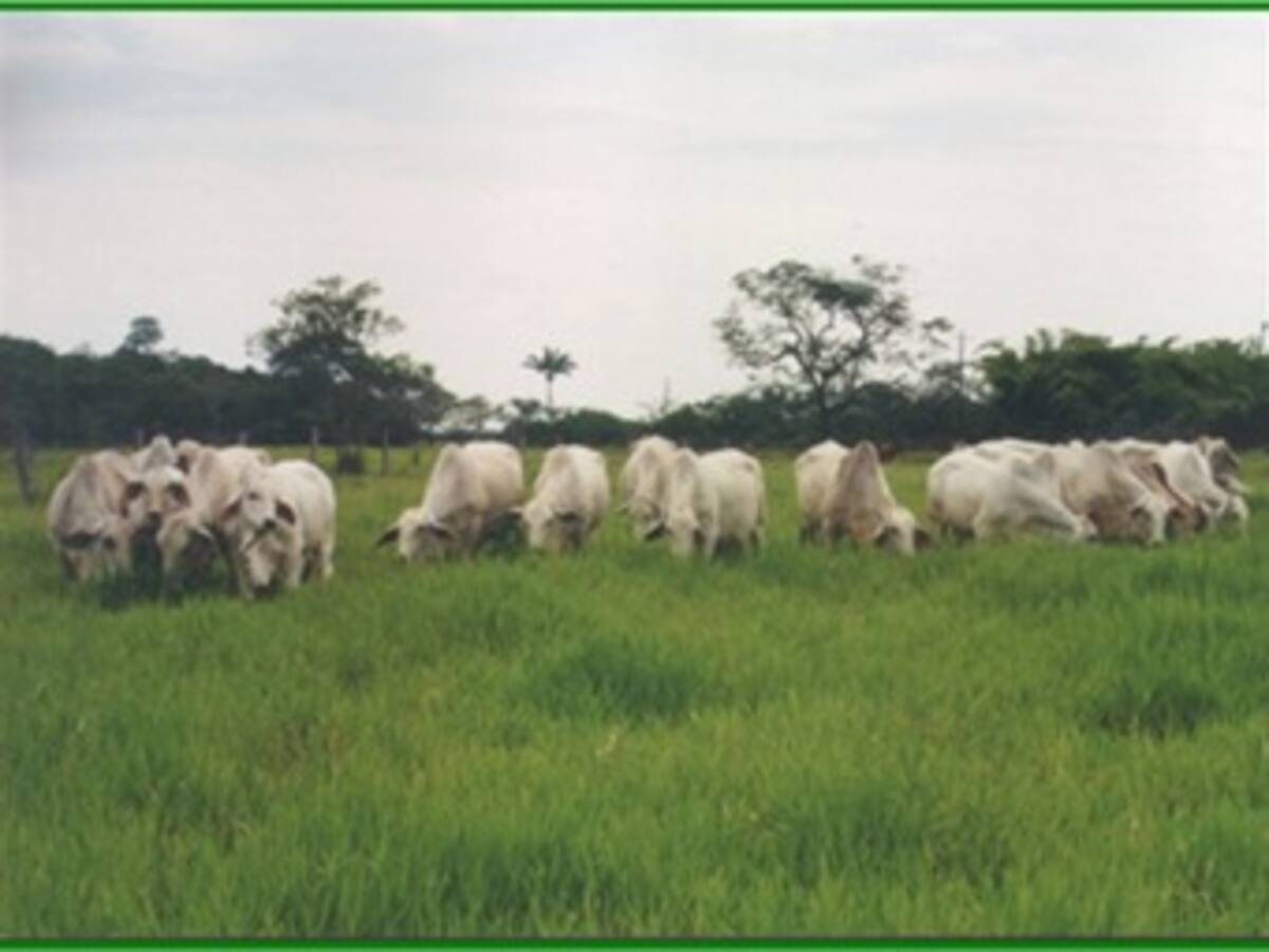 Identifican plantas tóxicas en los Llanos Orientales