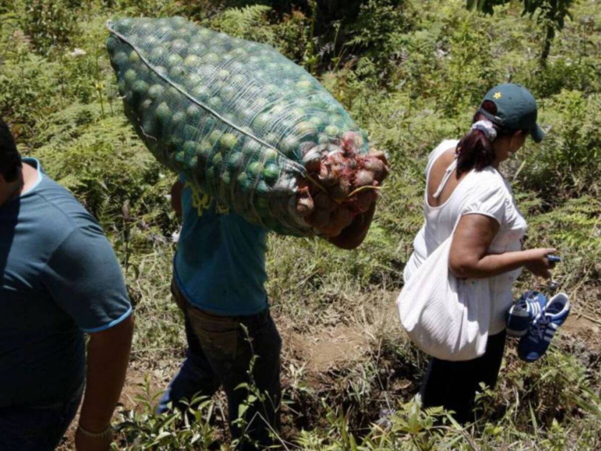 Productores agrícolas en Colombia podrían enfrentar procesos jurídicos