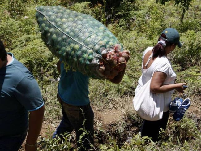 Productores agrícolas en Colombia podrían enfrentar procesos jurídicos