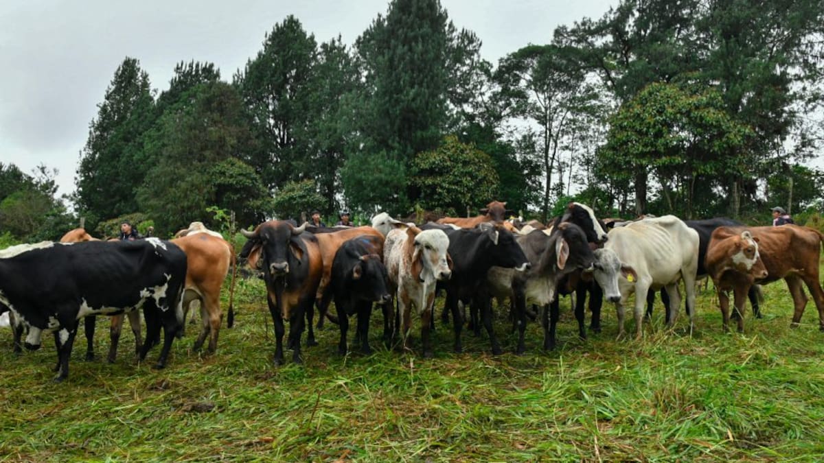 Fenómeno de El Niño deja cerca de 400 reses muertas en el Huila