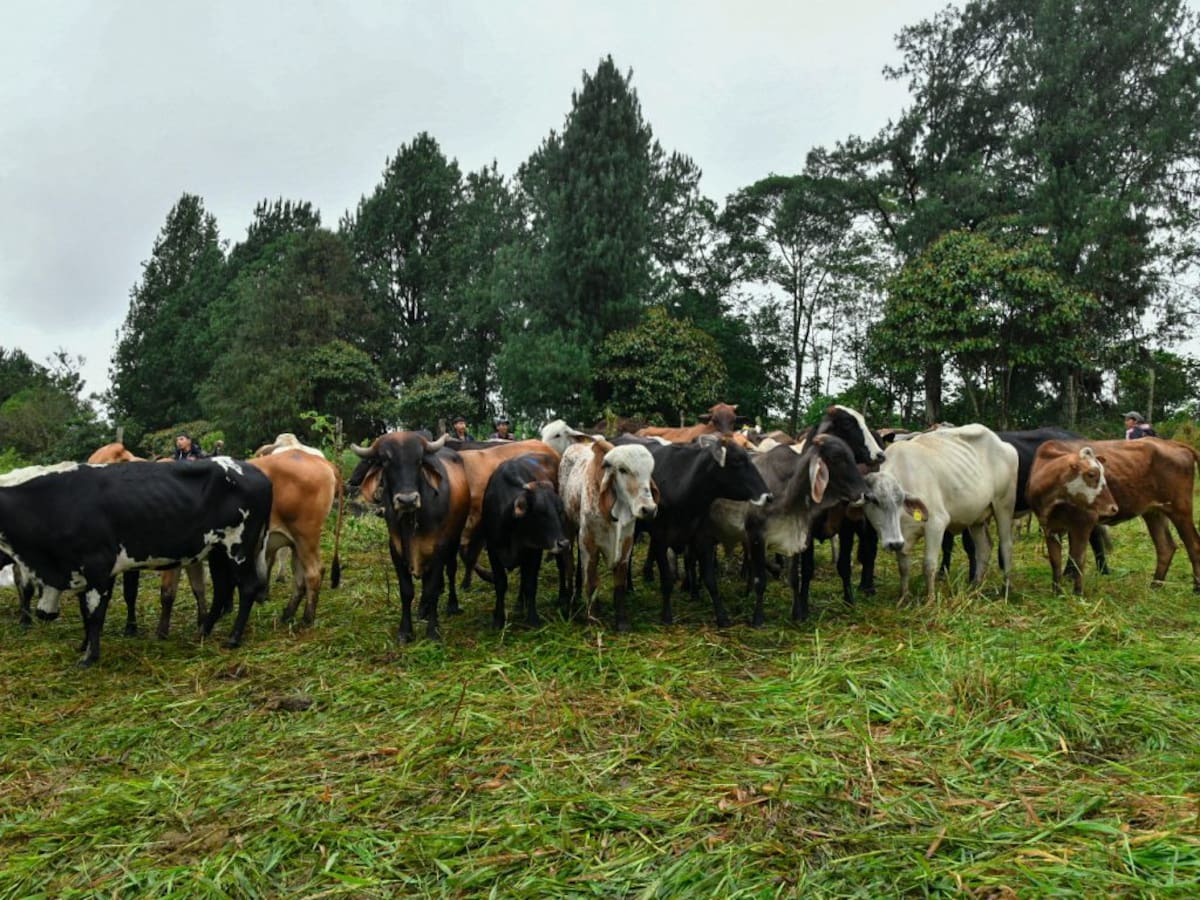 Fenómeno de El Niño deja cerca de 400 reses muertas en el Huila