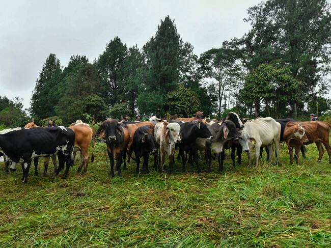 Cerca de 400 bovinos han muerto en el Huila por los efectos del fenómeno de El Niño. Foto Relacionada