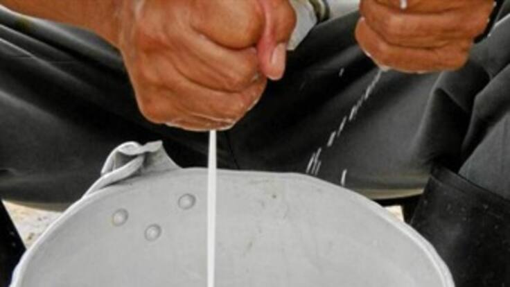 En Caldas empezó a sobrar la leche