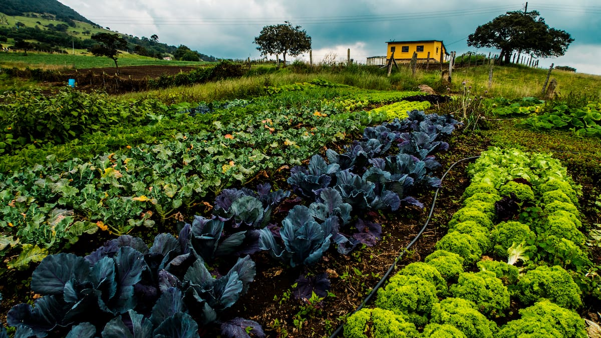 Así es el apoyo del Gobierno de Cundinamarca al sector agropecuario