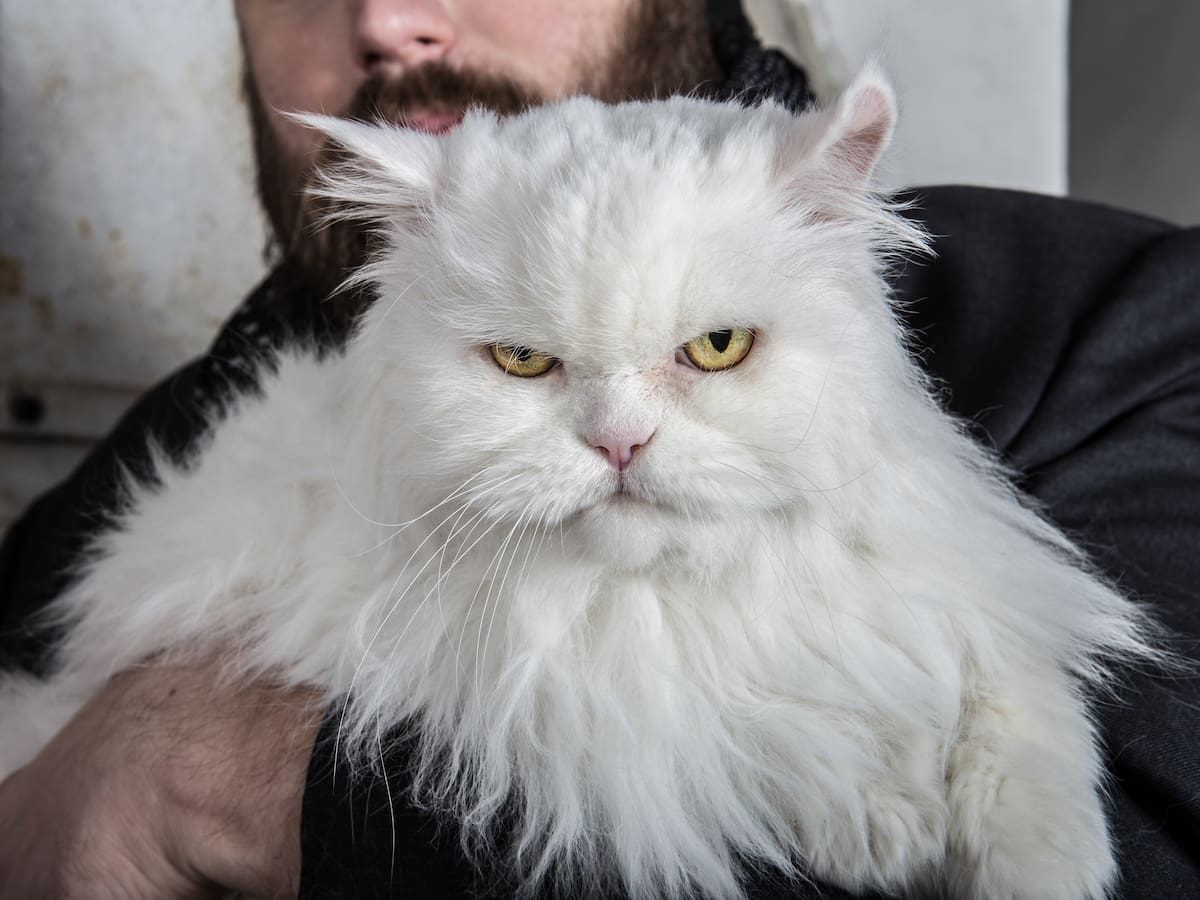 Científicos crean test para saber si su gato es un psicópata