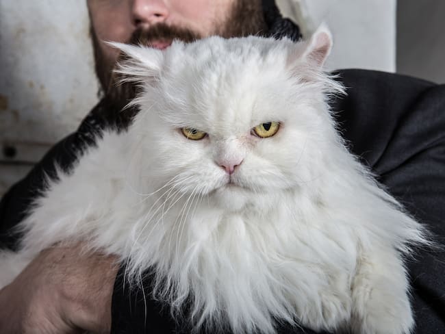 Científicos crean test para saber si su gato es un psicópata. Foto: Getty Images.