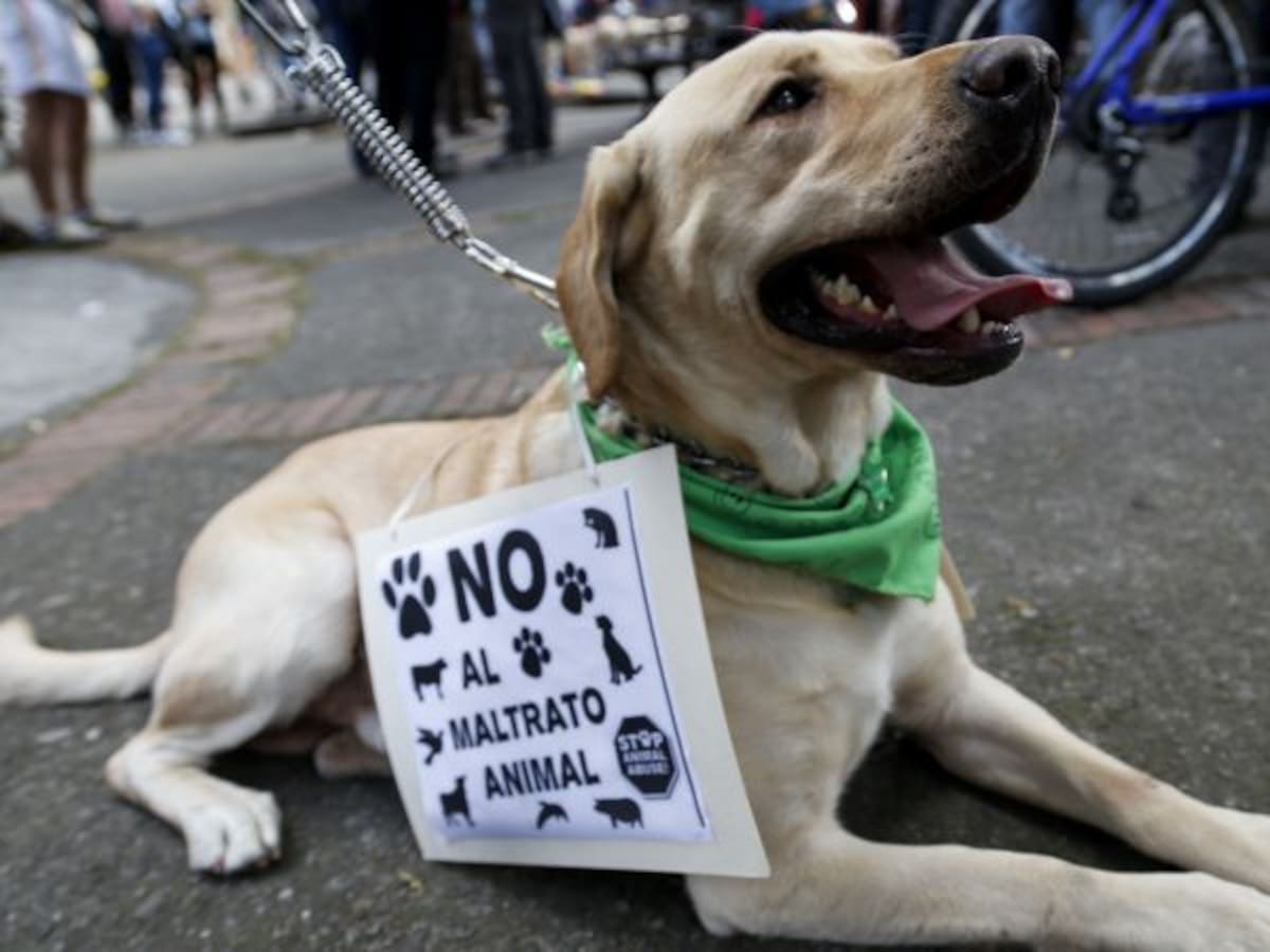 Cerca de 500 animales han sido atropellados este año en Bogotá