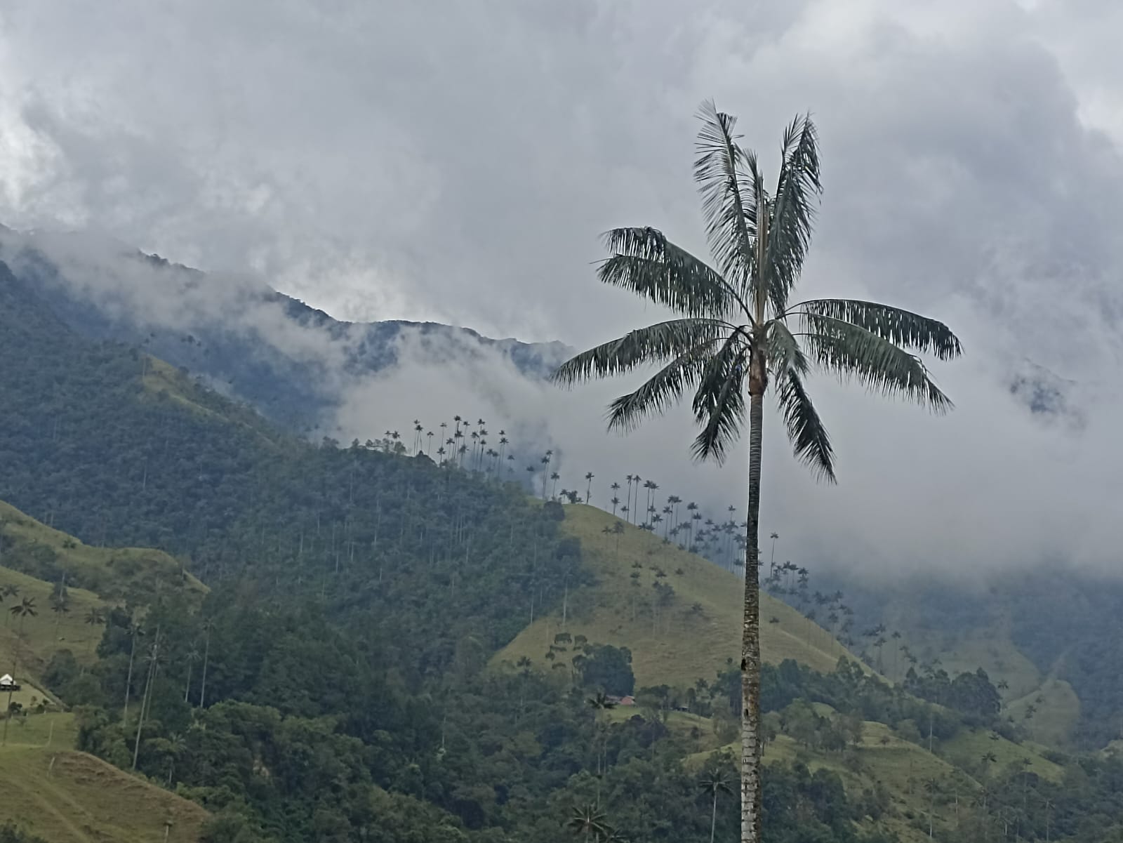 El hermoso Valle de Cocora en Salento, Quindío. Foto Adrián Trejos