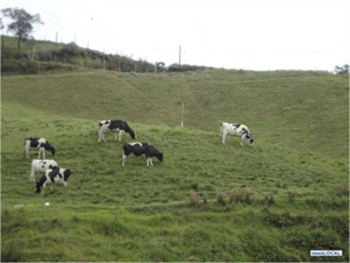 Se entrega en Venezuela uno de los más buscados cabecillas antirrestitución de tierras