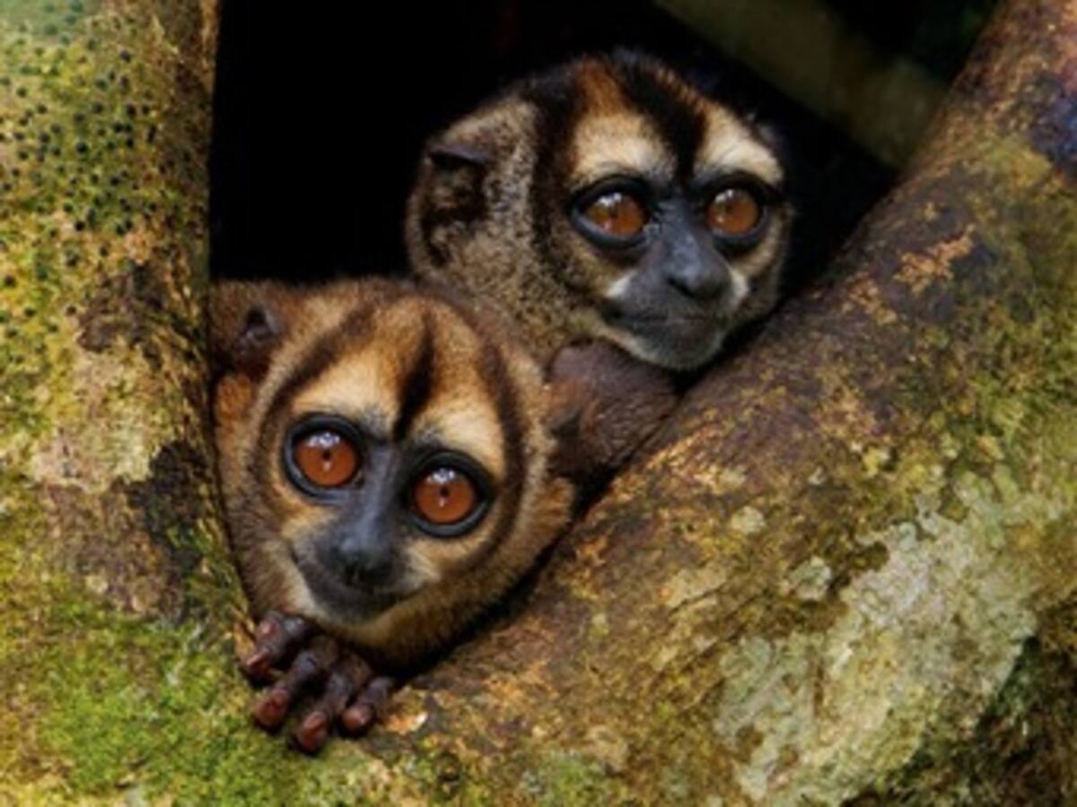 Manuel Elkin Patarroyo no podrá volver a cazar primates
