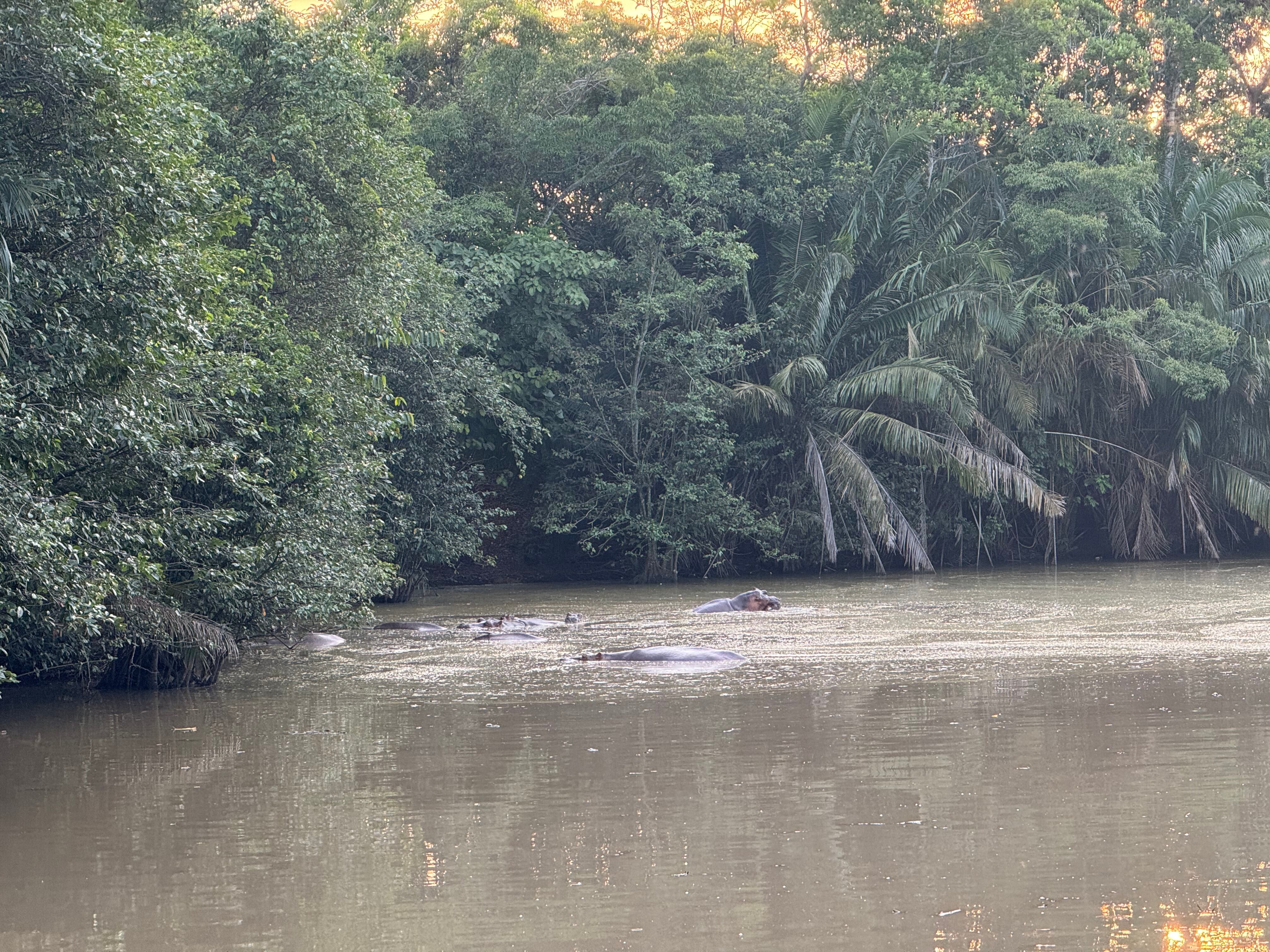 Hábitat de hipopótamos en el Magdalena Medio antioqueño. Foto: Caracol Radio.