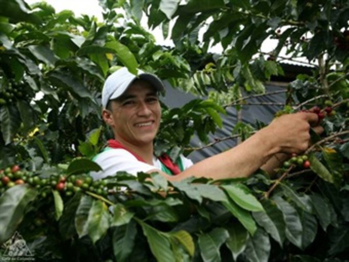 En Caldas se necesitan 20.000 recolectores para la actual cosecha cafetera