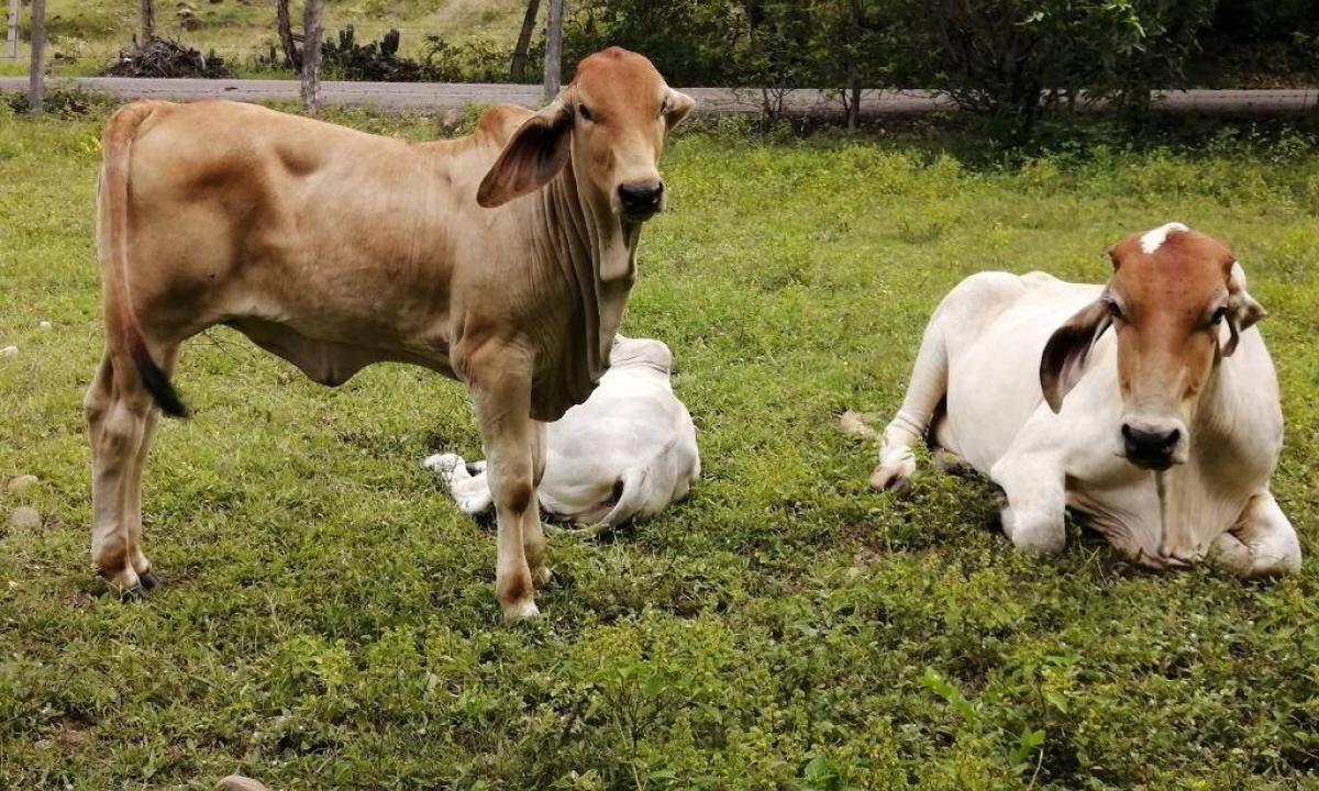 Perdidas al sector ganadero.