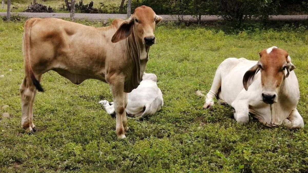 Cerca de cien mil litros diarios de leche se están dejando de producir en el Huila