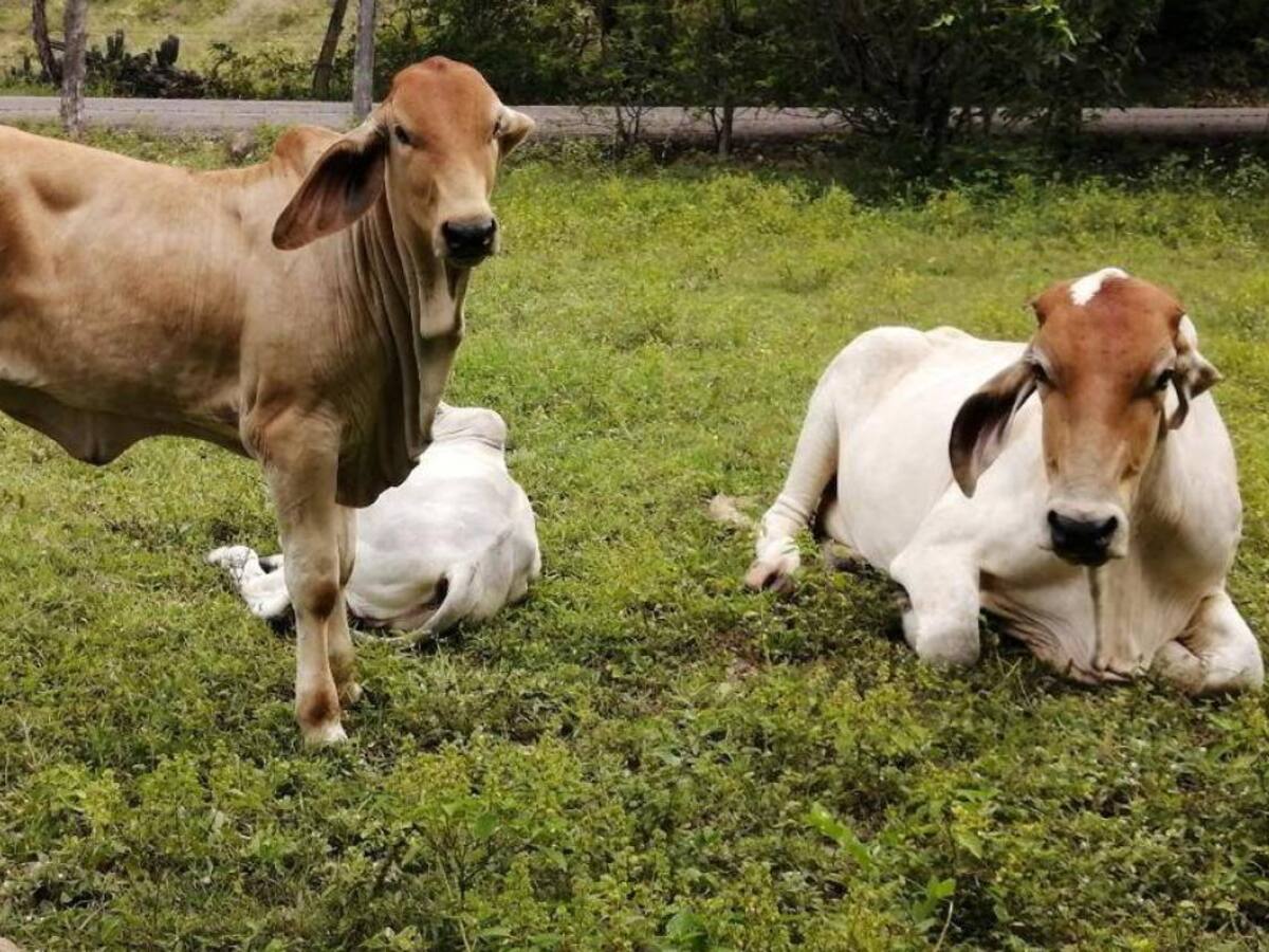 Alerta entre ganaderos del Caribe por impacto de las lluvias debido al fenómeno de La Niña