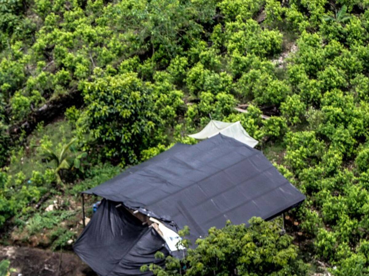 Farc propone mediar el tema de sustitución de cultivos ilícitos en el Meta