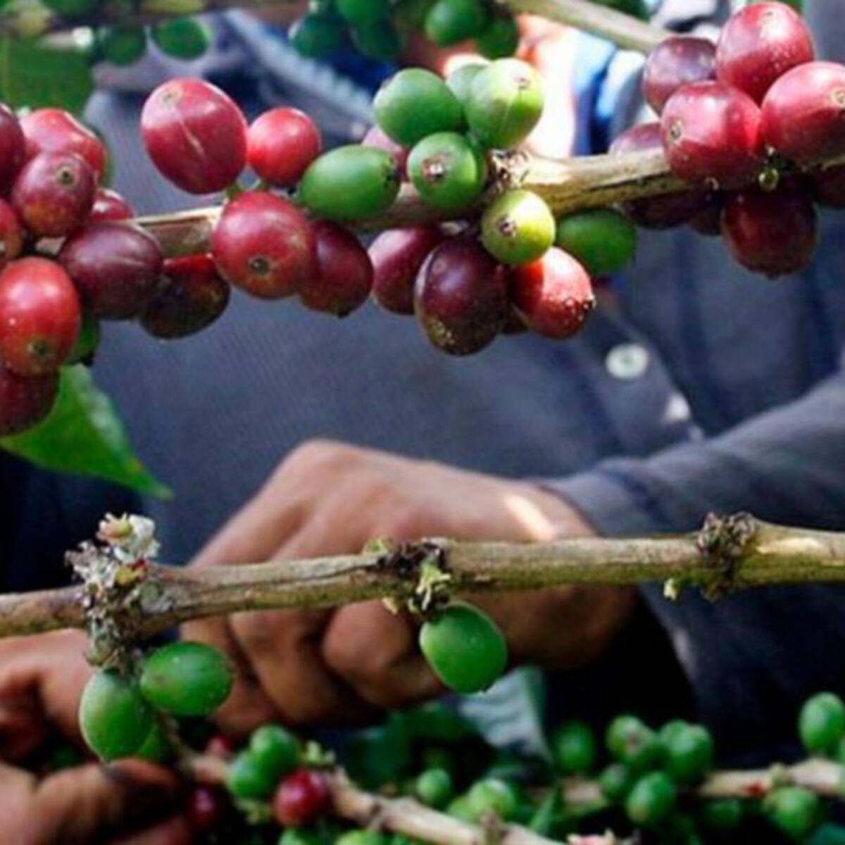 Vendedores informales y mototaxistas están recogiendo café en Risaralda