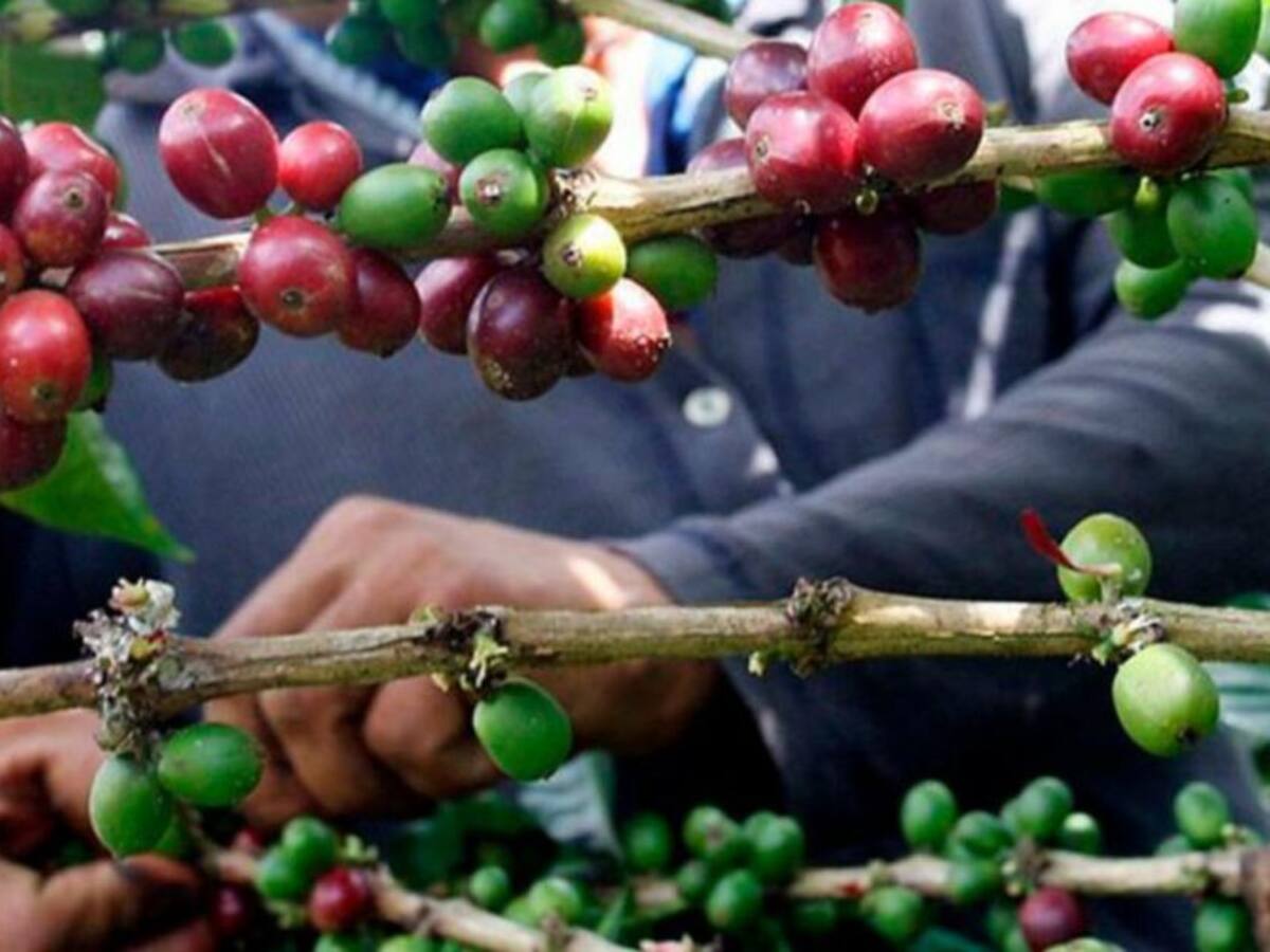 Vendedores informales y mototaxistas están recogiendo café en Risaralda