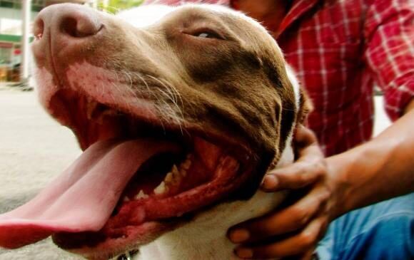 Los caninos que atacaron a la pequeña no fueron decomisados por ahora.