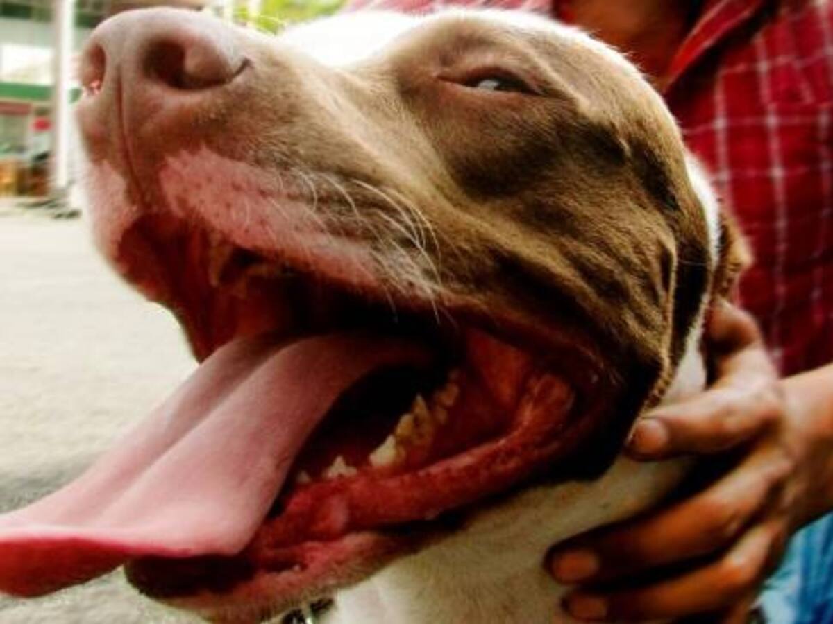 Dos perros de raza peligrosa atacaron a una niña en Popayán