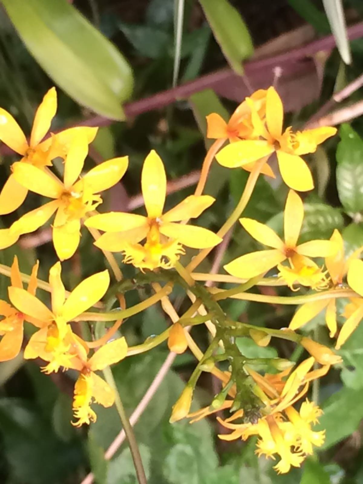 Las regiones Andina, Pacífica y Orinoquía son, en su orden, las de mayor cantidad de orquídeas. Ni la Amazonía ni el Caribe cuentan con la planta.