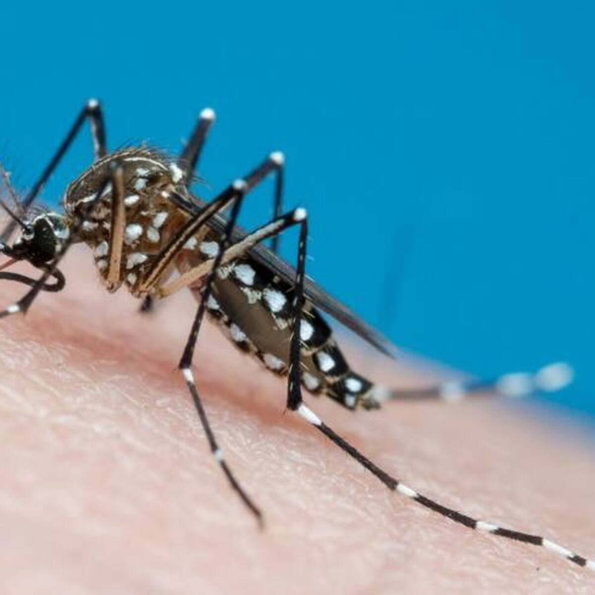 Dengue: ¿Cuáles son las recomendaciones y signos de alerta? Secretario de Salud de Cali explica