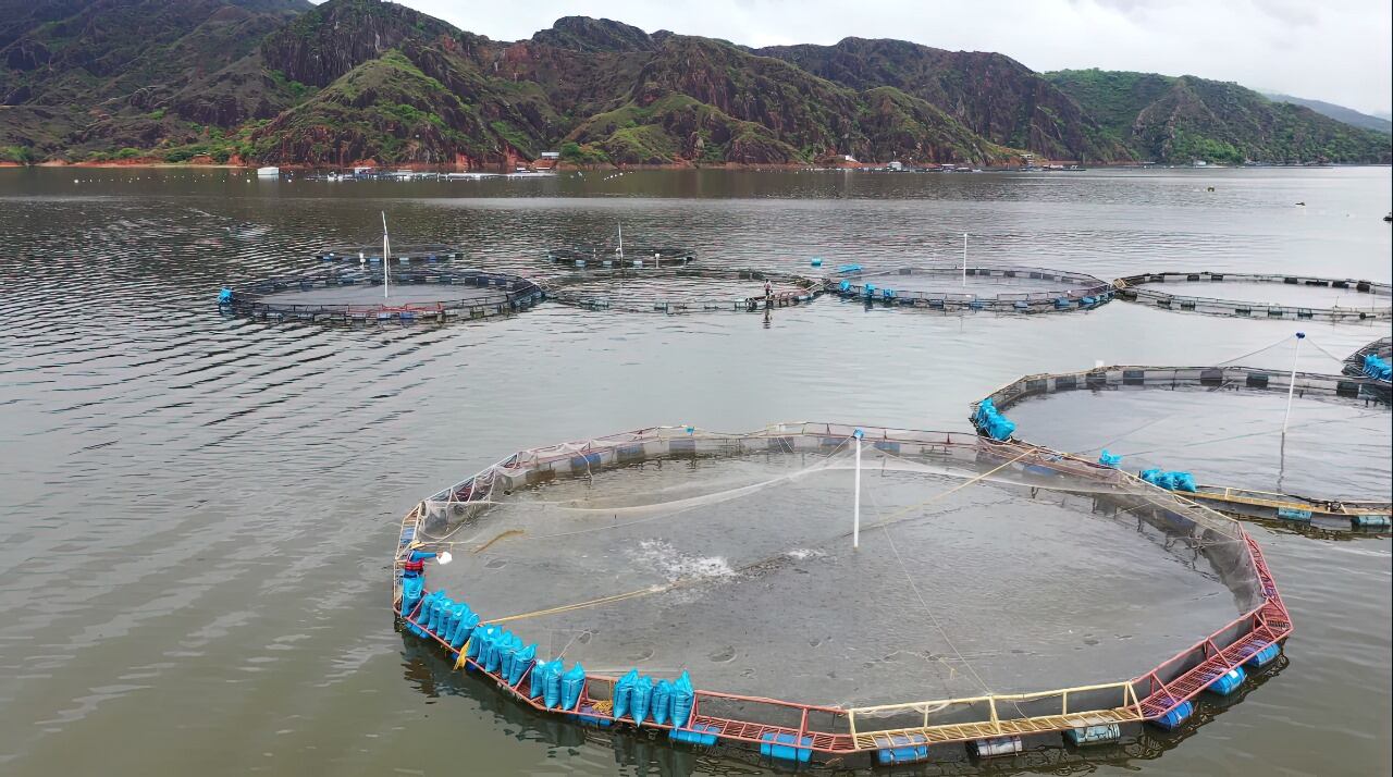 Un parte de tranquilidad entregó la Gobernación del Huila, a través de la Secretaría de Agricultura y Minería al sector piscícola del departamento.