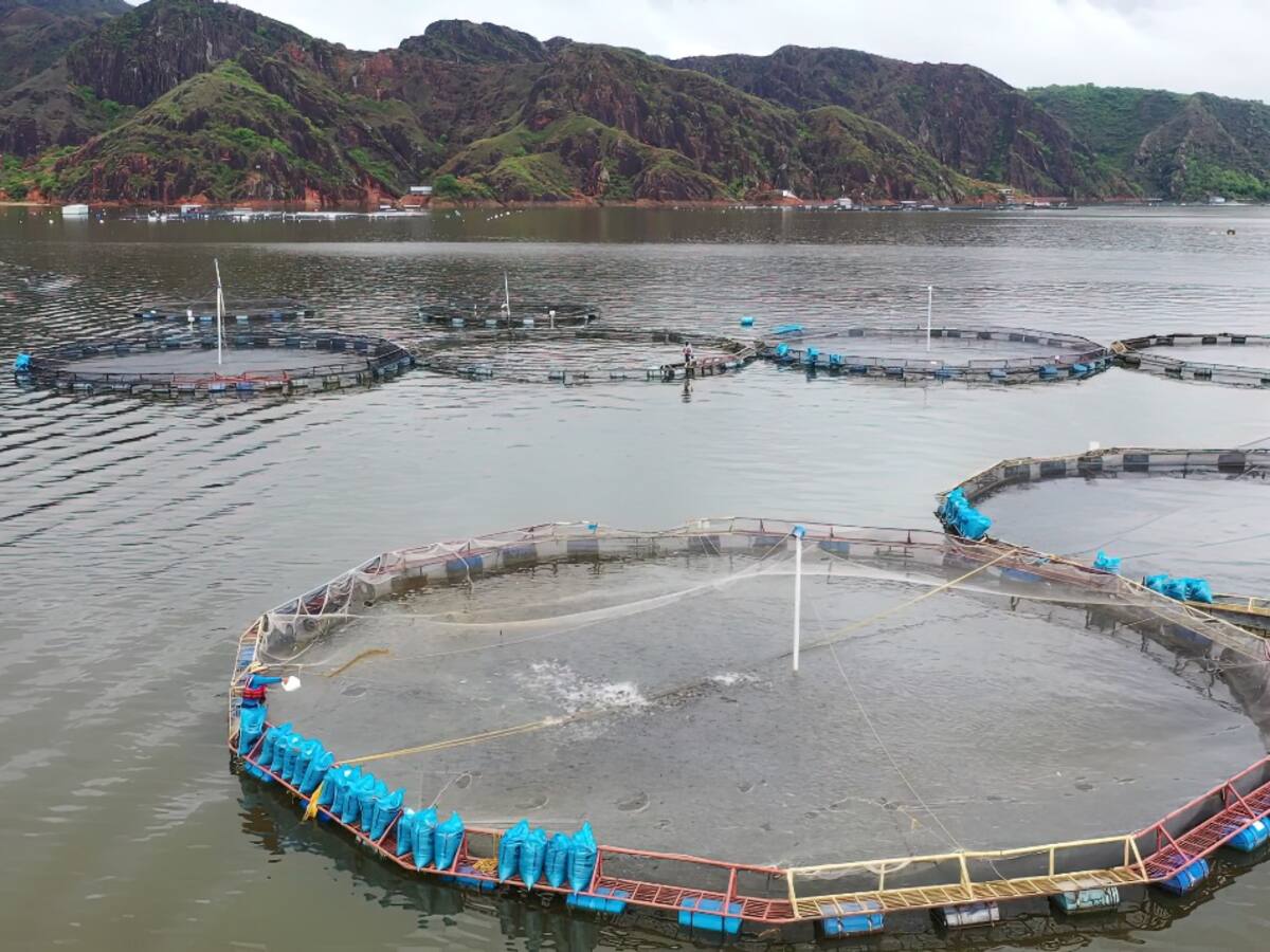 Producción piscícola de Betania no está en riesgo