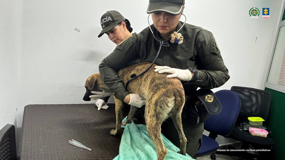 Judicializado hombre señalado de lesionar a un canino en Montecristo, Bolívar