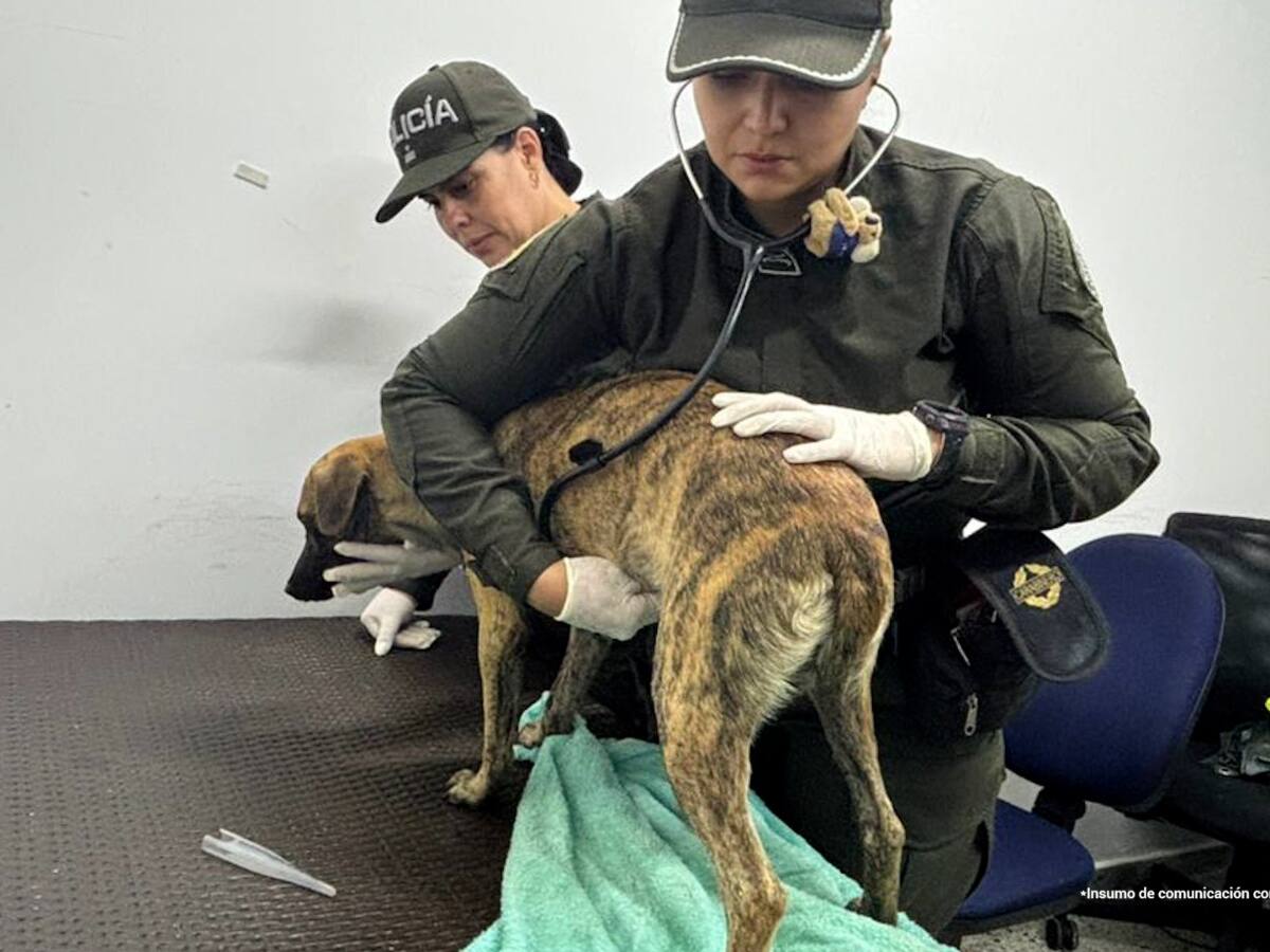 Judicializado hombre señalado de lesionar a un canino en Montecristo, Bolívar