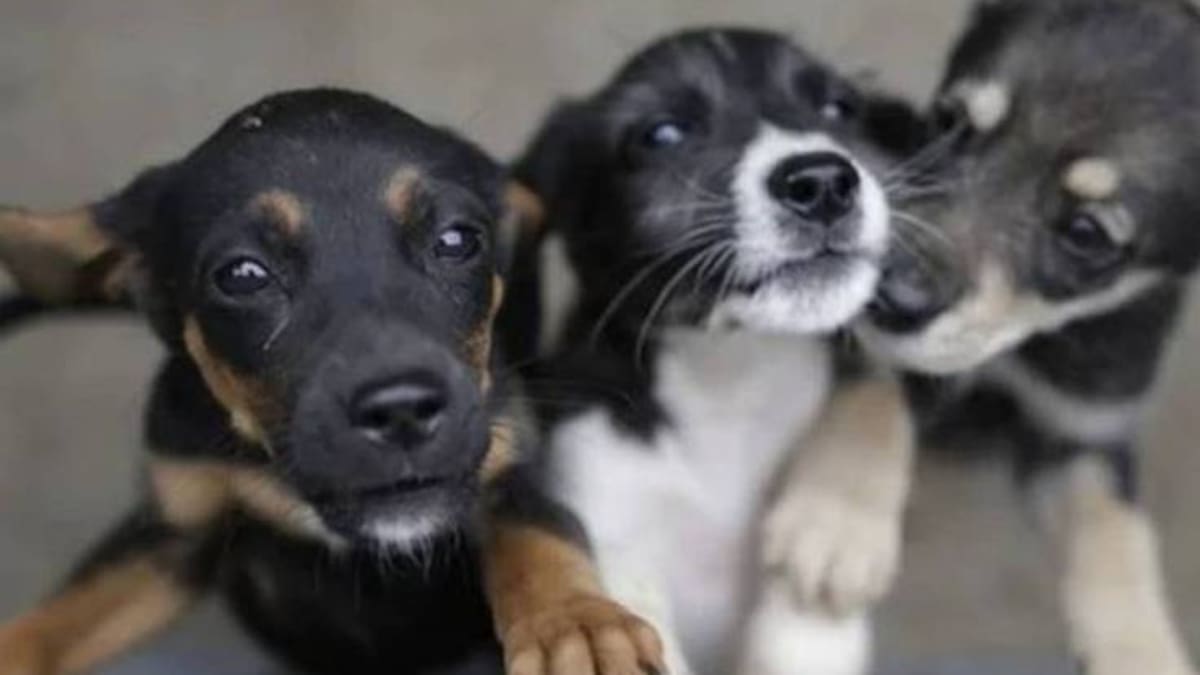 En Pereira se desarrollará el primer Eco Festival por los derechos de la naturaleza