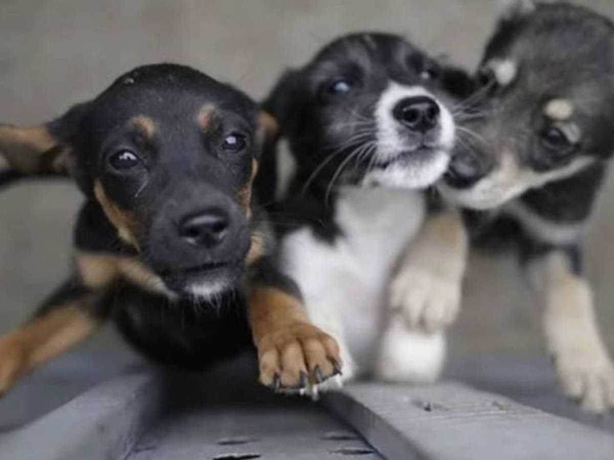 En Pereira se desarrollará el primer Eco Festival por los derechos de la naturaleza