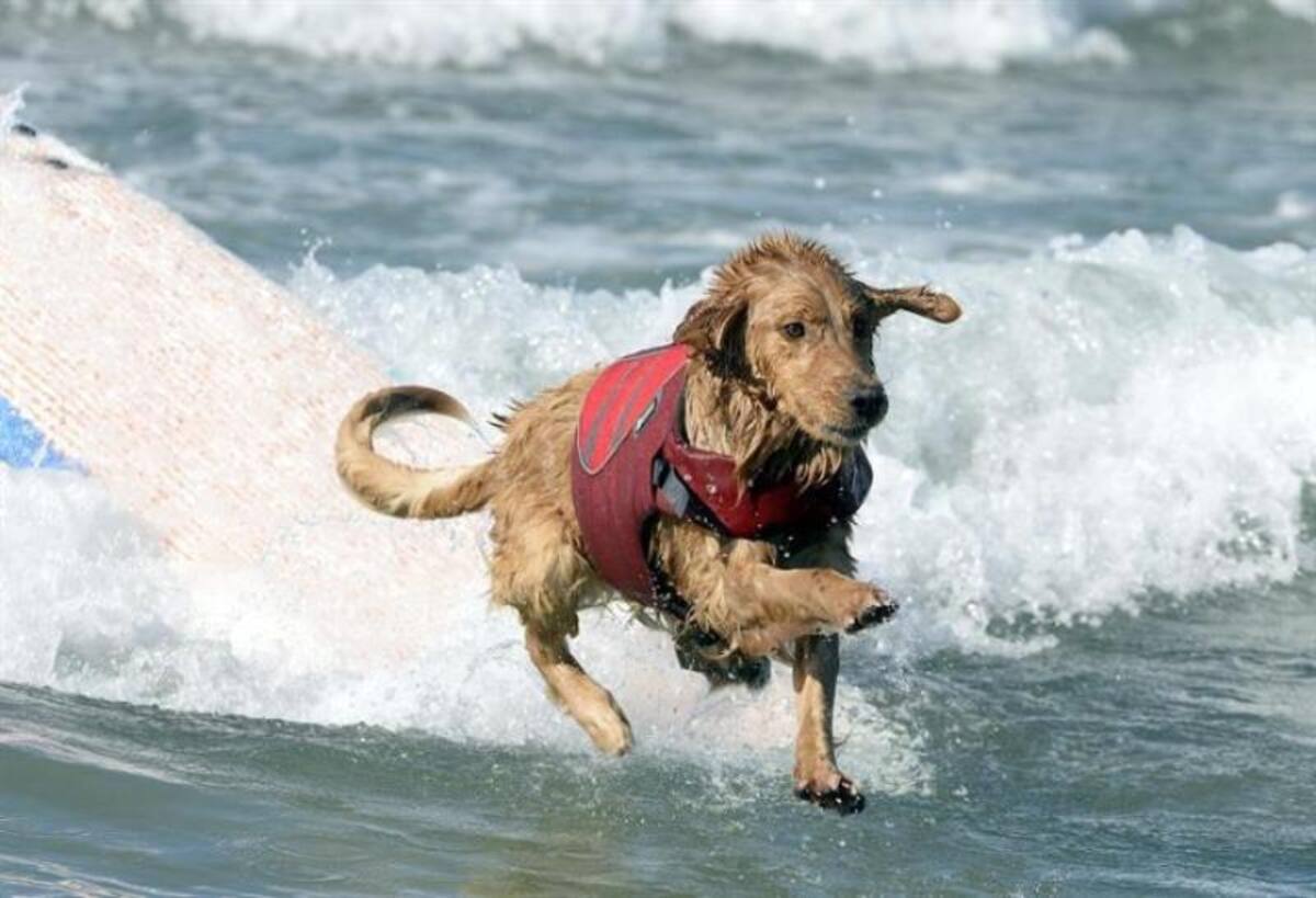 En la playa de Huntinton, California, se realizó la quinta edición del concurso anual de surf para perros, que mostraron grandes habilidades encima de las tablas y sorteando el oleaje.