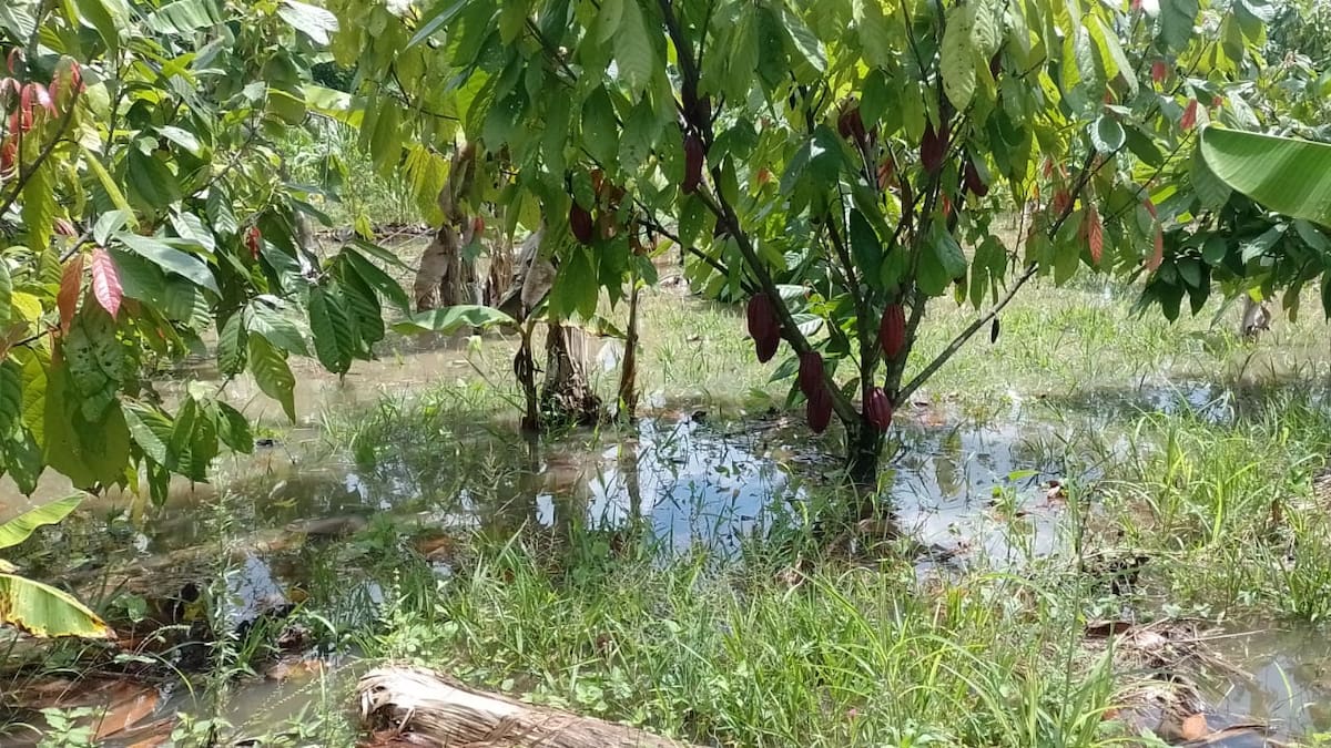 Cacao y café tienen menor producción por efecto de las lluvias