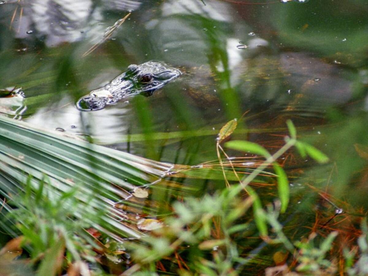 Nacen caimanes aguja en el entorno natural de la Bahía de Cispatá