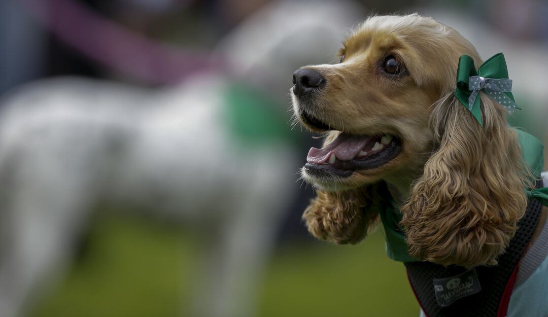 Tras hundirse por falta de trámite, volvió a ser radicado proyecto de 'Ley Júpiter', que busca implementar las clases de protección animal en todos los Colegios del país