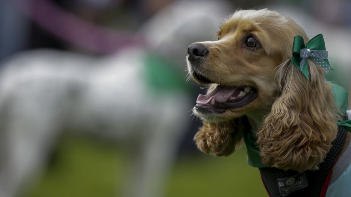Por ley, los colegios del país deberán enseñar sobre protección animal: Congreso aprobó proyecto